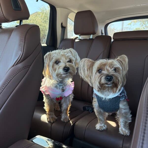 Will's dogs riding in the car